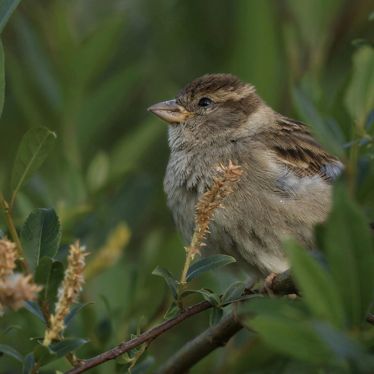 Nguyễn Mỹ Tâm avatar
